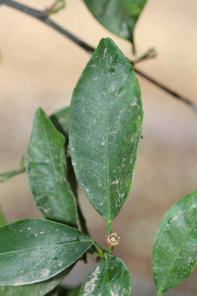              Unifoliolate leaf (Riverside, CA)       